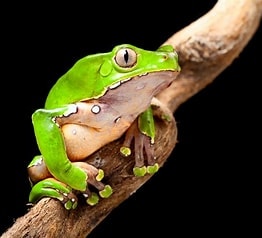 Green tree frog perched on a branch — the sacred Kambo frog