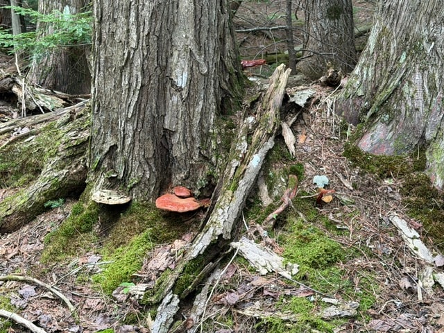 Mossy forest floor with large mushrooms growing at the base of old trees