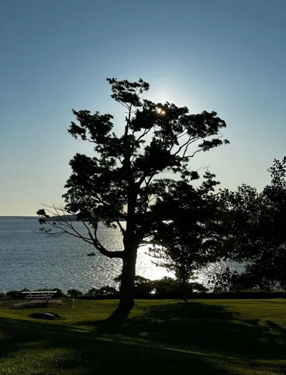 Silhouette of a tree against a glowing sky overlooking calm water with a bench nearby