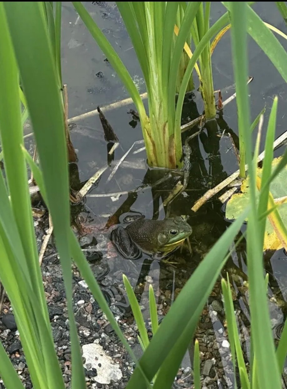 Bullfrog resting among aquatic plants in a pond