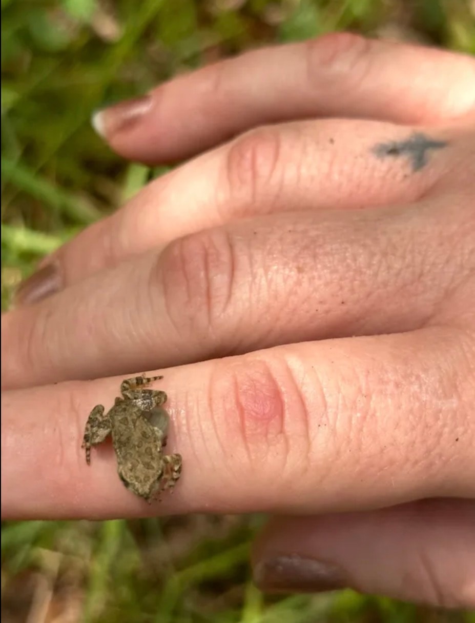 Tiny toad resting on Angela's hand in the grass