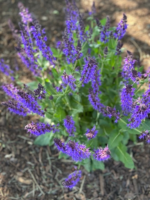 Purple salvia flowers blooming in a garden