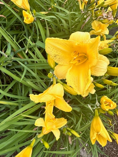 Bright yellow daylilies blooming in a garden