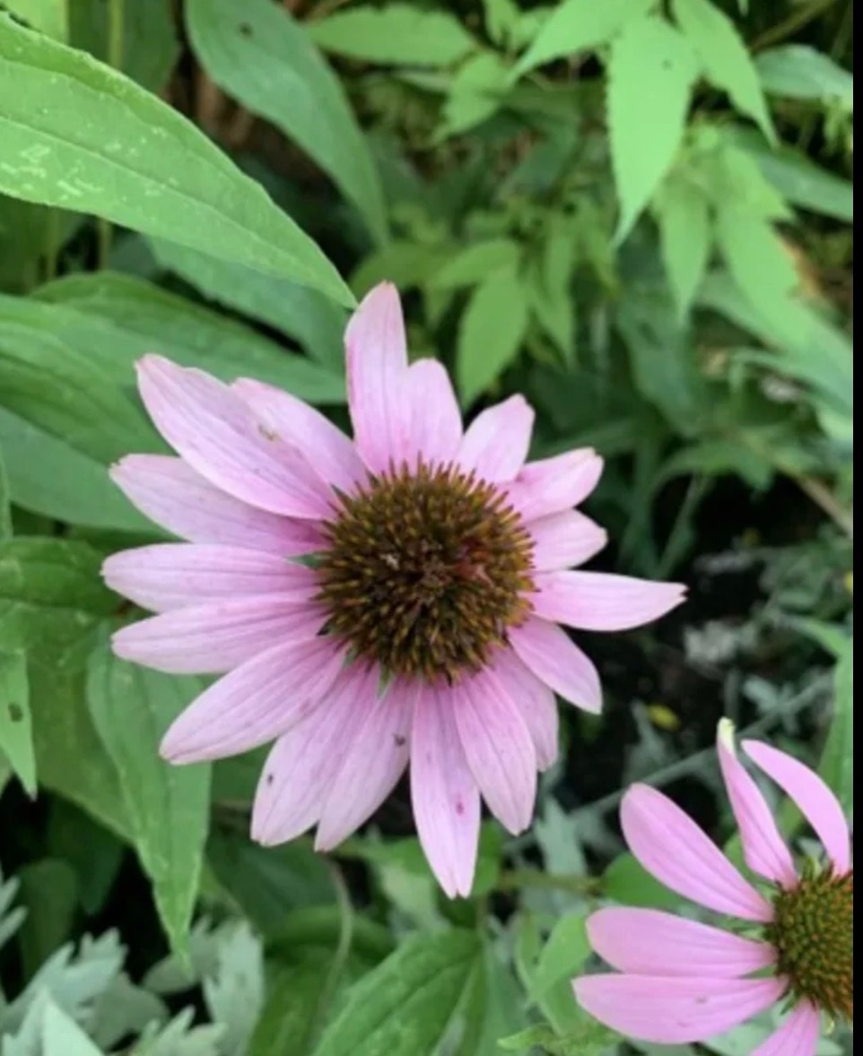Pink coneflowers blooming in a lush green garden